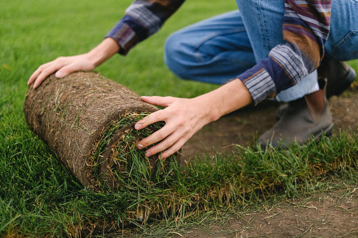 Jardinier posant des rouleaux de gazon dans un jardin résidentiel