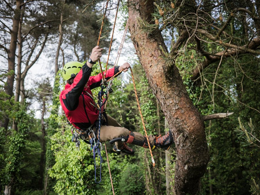 Élagueur cordiste dans un grand arbre