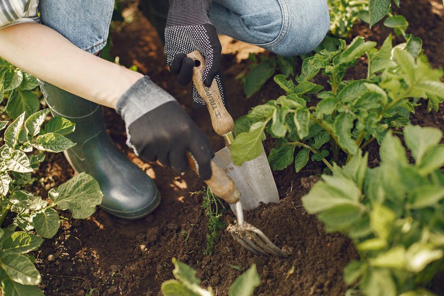 Plantation d'un jeune plant en pleine terre
